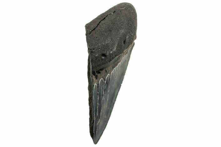 Partial, Fossil Megalodon Tooth - South Carolina #320676